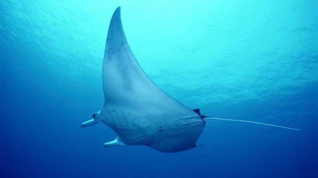Flamingo & Tamarindo: Two Dives at Las Catalinas Islands