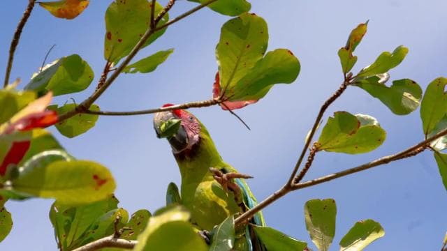 Manuel Antonio: Zipline Canopy Tour with Butterfly Garden