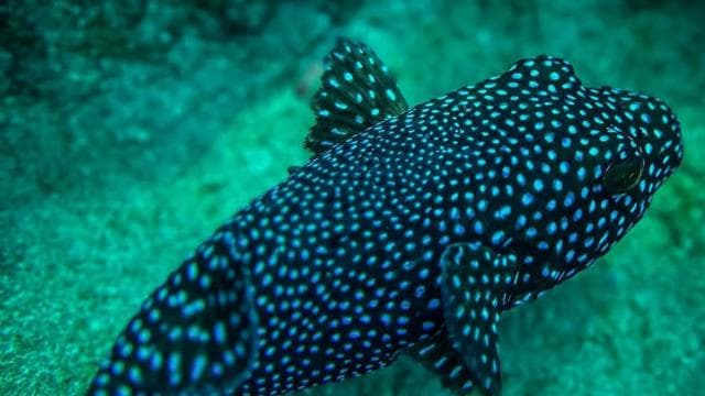 Cano Island Snorkeling Tour from Uvita