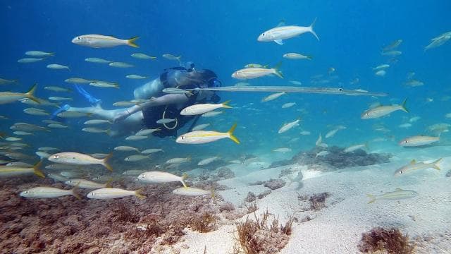 San Juan: Beginner Scuba Diving Tour with Turtles and Videos - Dominican Republic