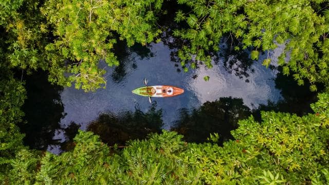 Kayaking Adventure: a 2-hour Wildlife Escape