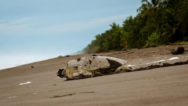 Tortuguero: Turtle Nesting Night Tour - Dominican Republic