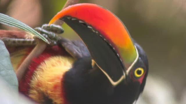 Quepos: Manuel Antonio National Park Guided Tour