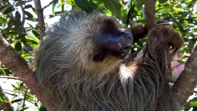 Puerto Limon: Veragua Rainforest & Tortuguero Canal Cruise