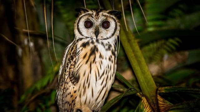 Manuel Antonio: Night Mangrove Safari Boat Tour with Dinner