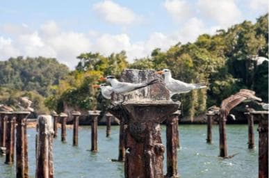Samana: Los Haitises National Park & Caño Hondo Day Tour