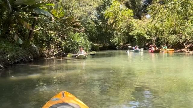 Mangrove and monkey boat Tour UNFORGETTABLE...
