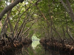 Los Haitises National Park + Lunch at Caño Hondo from Sabana de la Mar