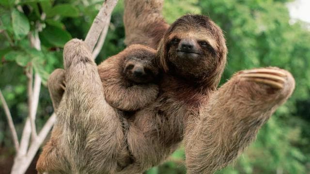 Uvita:Sloth Watching Trail-The best sloth tour in Costa Rica