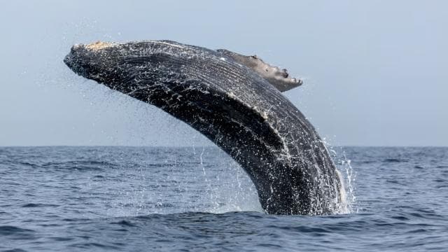 From Punta Canta: Whale Watching Cruise with Cayo Levantado
