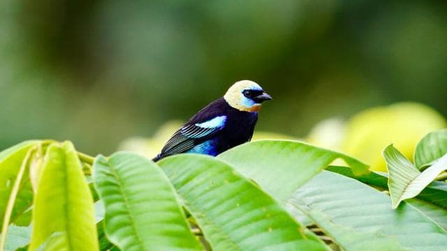 Manuel Antonio: Birdwatching exclusive tour