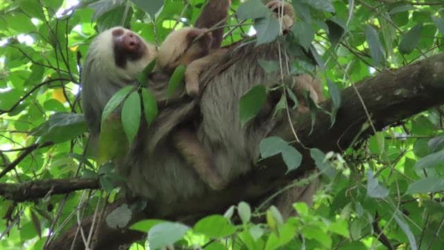Costa Rica: Sloth tour and Coffee, Chocolate, and Sugarcane
