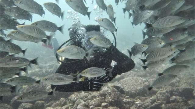 Tamarindo: Discover Scuba Diving at Catalina Islands