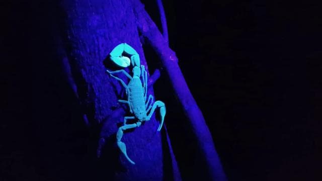 Puerto Viejo: Wildlife Night Tour in the Jungle