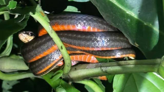 Limon: Night Walk & Rainforest Experience