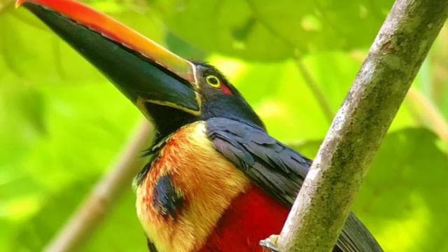 Manuel Antonio: Wildlife and Beach Tour in National Park
