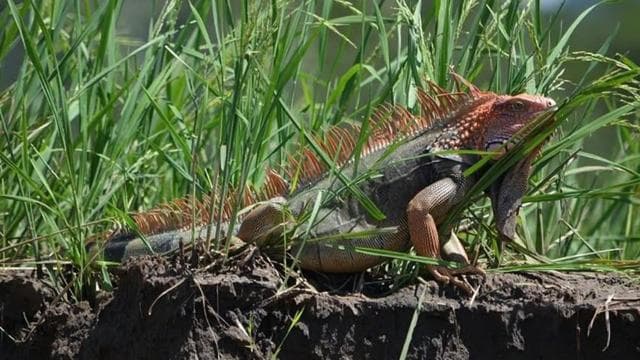 Puntarenas: Wildlife and River Safari Excursion