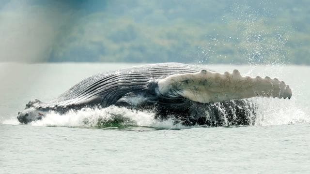Uvita: Whale & Dolphin Watching Boat Trip w/ Drinks & Snacks