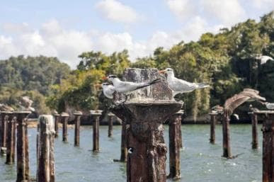 Samana: Visit Samana, Los Haitises Park, and Cayo Levantado Island