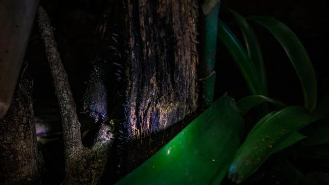 La Fortuna: Forest & Wildlife Nocturnal Escapade