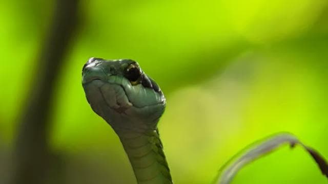 Manuel Antonio: Shared Night Tour Forest Experience