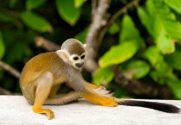 Butterfly Garden Plus Monkey Land at Puerto Plata