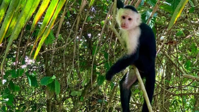 Puerto Limón: Tortuguero Canals Boat & Maratopia Garden Tour
