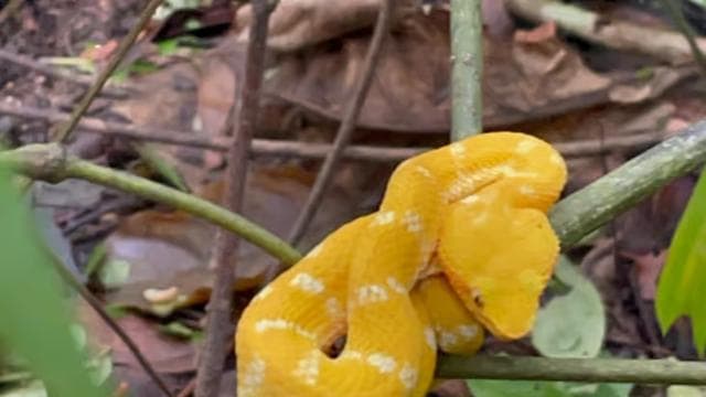 Cahuita National Park+Bribri Chocolate Tour+Waterfalls Tour+Lunch