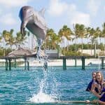 Dolphin Swim in Punta Cana – Best 60-min Dolphin Discovery