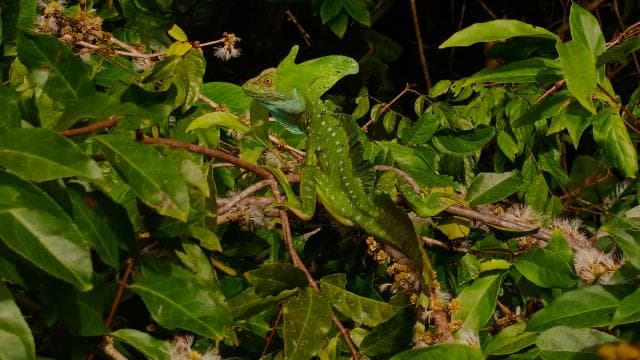 Canoe, night and day hike in Tortuguero National Park