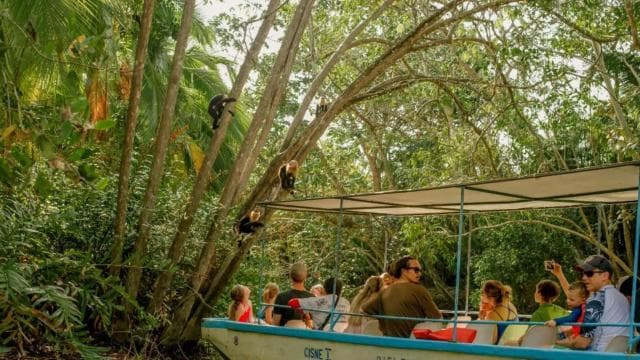 Manuel Antonio: Damas Island Mangrove Boat Tour with Lunch