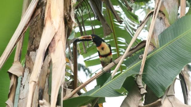 Arenal Forest: Bird Observation & Photography Tour
