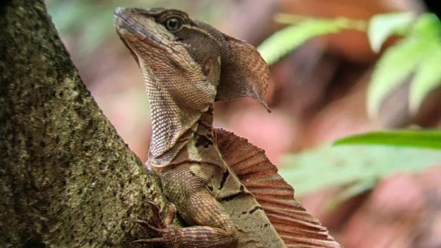 Manuel Antonio : Mangrove boat tour to see animals