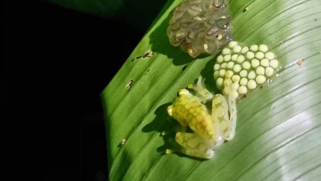 Night Tour Rainforest Guided Tour: la fortuna