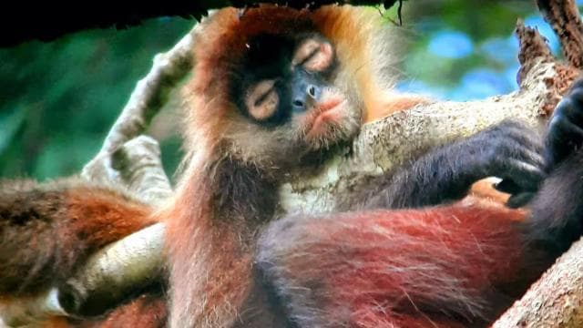 Puerto Jiménez: Private 1-Day Tour to Sirena in Corcovado