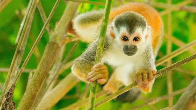 Quepos Costa Rica: Mangrove Monkey Tour