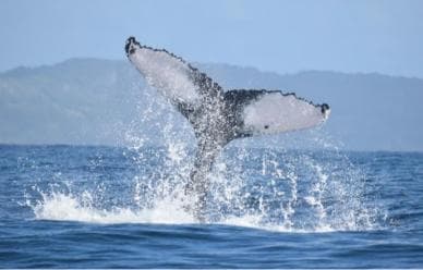 From Punta Cana: Whale Watching and Montana Redonda Tour