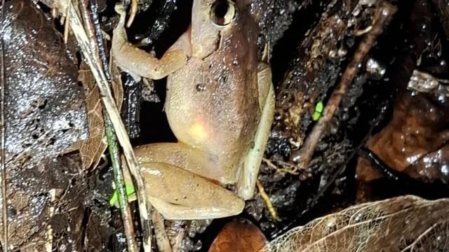 Santa Elena: Wildlife Refuge Monteverde Night Walking Tour