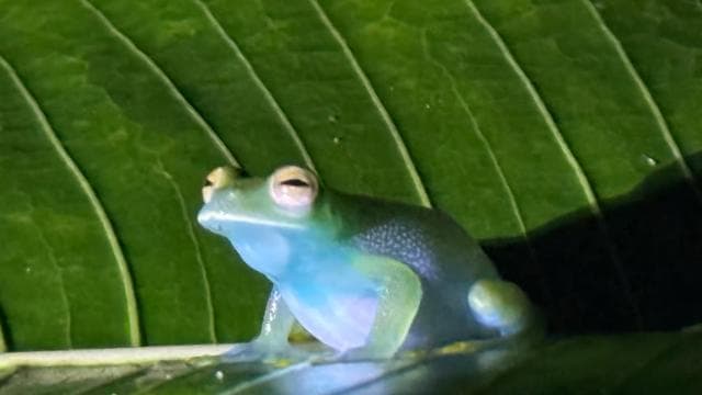 Manuel Antonio: Jungle Night Tour and Buttlerfly Garden