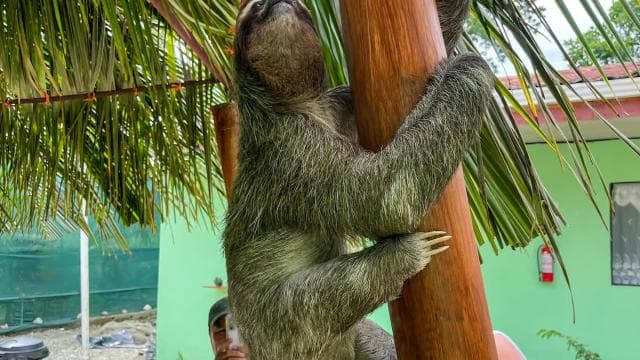 Tortuguero boat tour, Maratopia tropical garden & beach, incl. fruit
