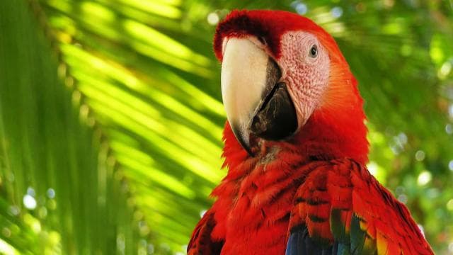 Uvita:Scarlet Macaws in Marino Ballena National Park Parrots