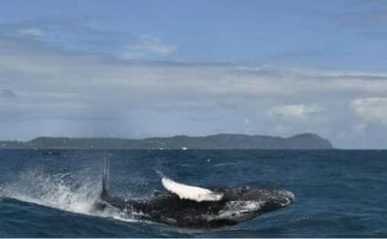 Private: Punta Cana Whale Watching Bacardí Island Adventure