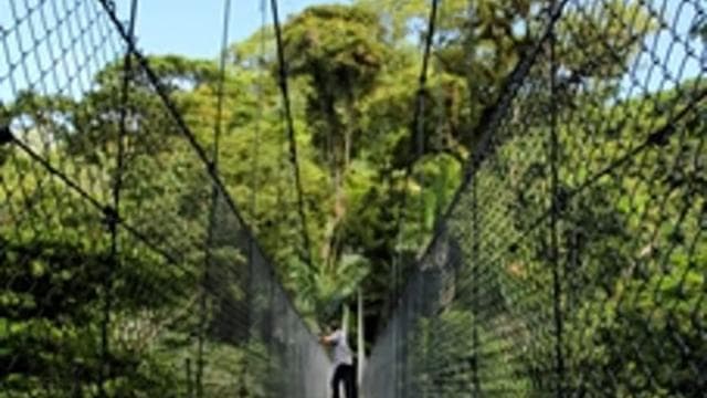 Arenal National Park: Hanging Bridges Small Group Tour