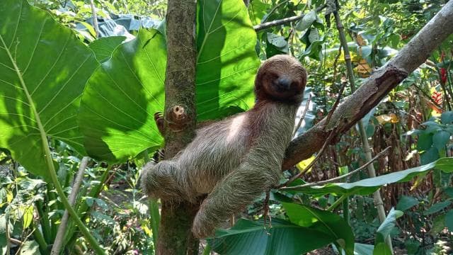 Río Celeste, Sloths, Coffee, Chocolate and Sugarcain