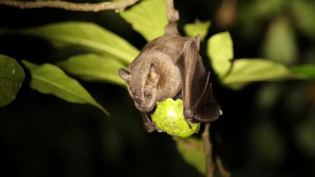 Monteverde: Coffee Tour and Night Walk