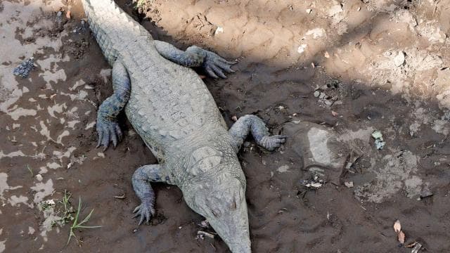 Puerto Limón: Tortuguero, Maratopia, Cahuita, banana plantation, and much more: tour
