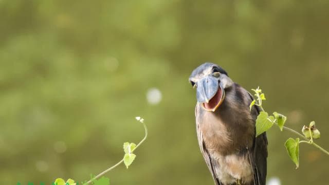 La Fortuna: Bird Watching Tour at Natura Park - Dominican Republic