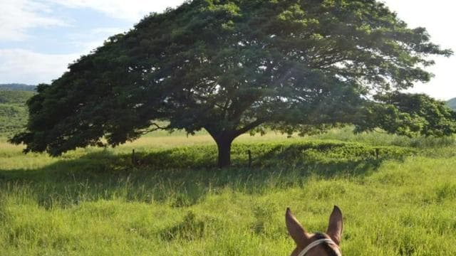 La Cruz, Guanacaste: True Horseback Ride Tropical Forest