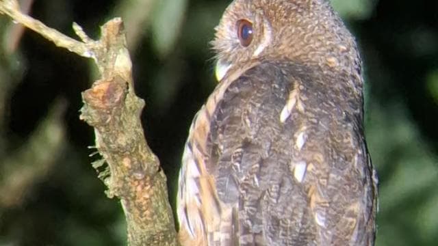 Santa Elena: Wildlife Refuge Monteverde Night Walking Tour