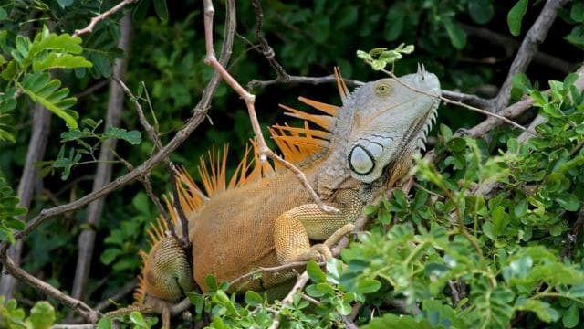 Palo Verde National Park: Wildlife Boat Tour